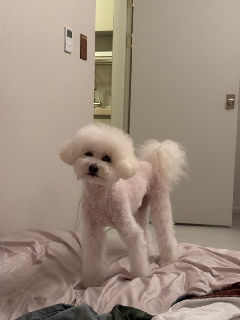 침대 위에서도 금세 적응한 돌체
